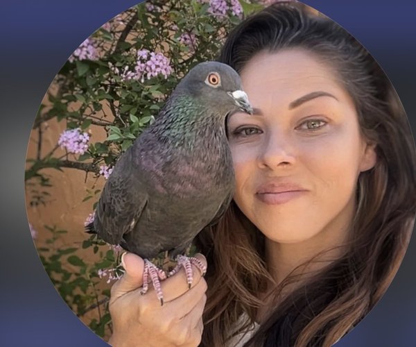 pigeon