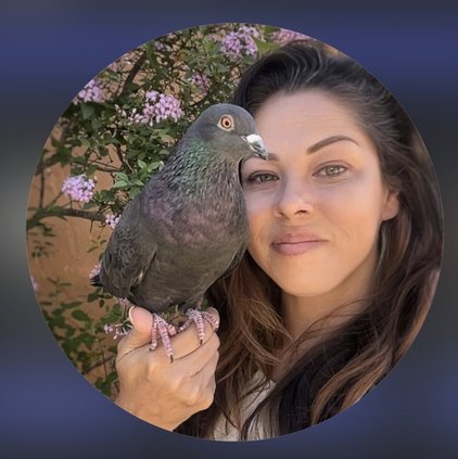 pigeon