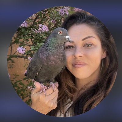pigeon