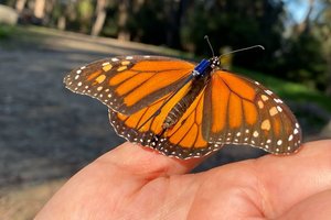 513 Butterfly