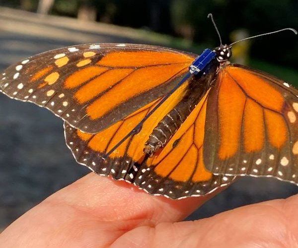 513 Butterfly