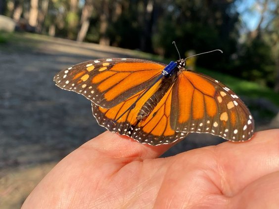 513 Butterfly