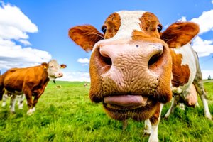 cows