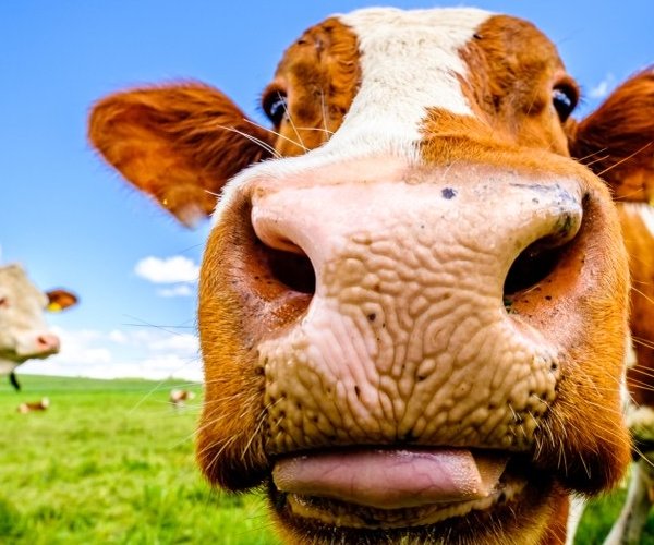 cows