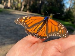 513 Butterfly
