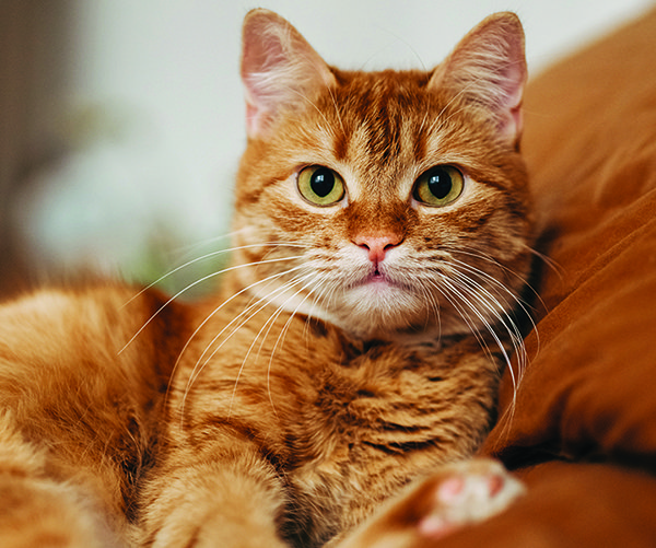 feline