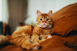 feline