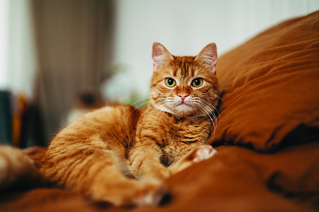 feline