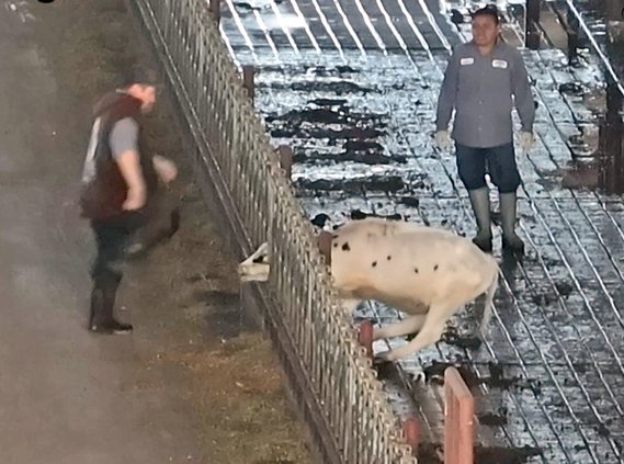 Agresti Calf Ranch abuse