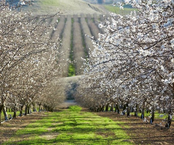 almonds