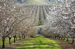 almonds