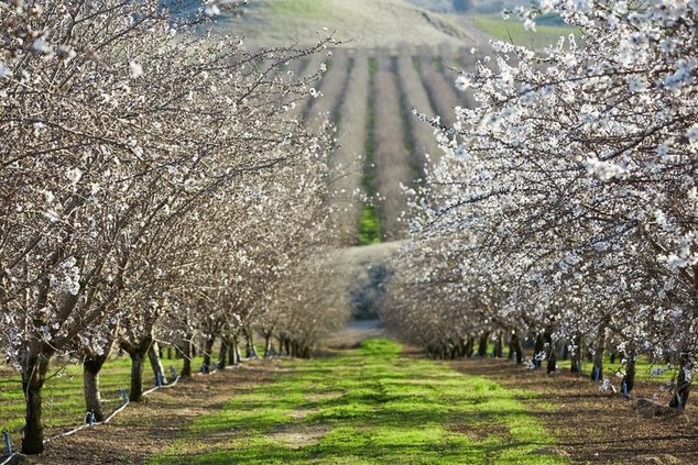almonds
