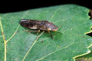 grape plant pest