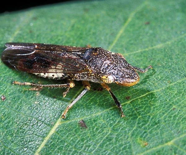 grape plant pest