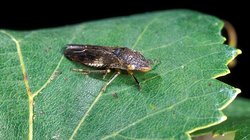 grape plant pest