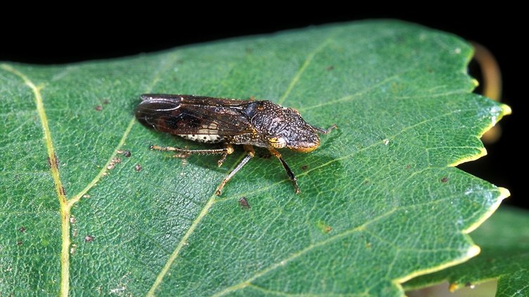 grape plant pest