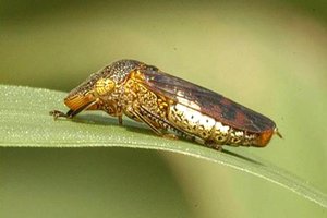 Glassy wing
