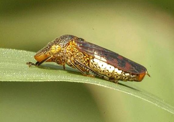 Glassy wing