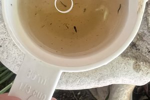 mosquito larvae