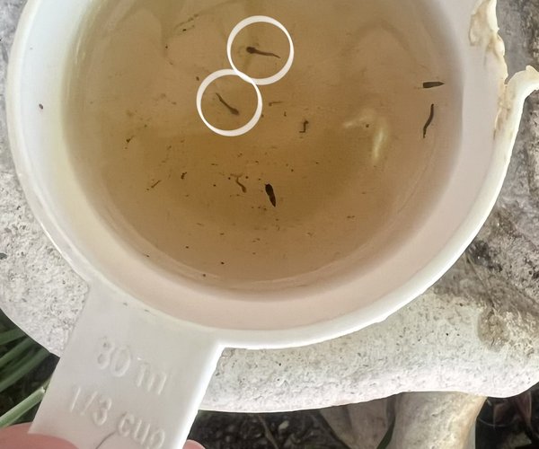 mosquito larvae
