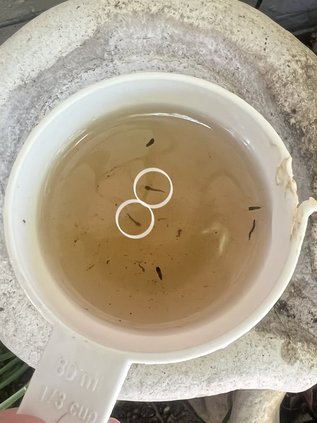 mosquito larvae