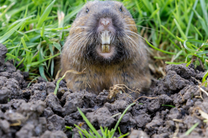 gopher