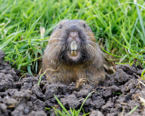 gopher