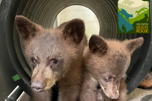 black bears