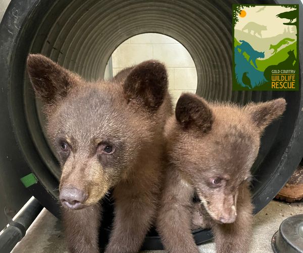 black bears