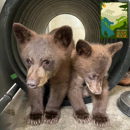 black bears