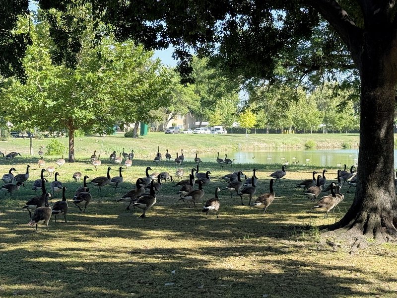 Donnelly Park ducks