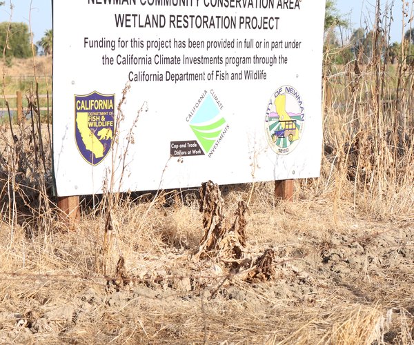 newman wetland