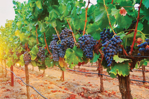 Lodi-Wine.png