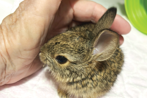 Wildlife-care.png