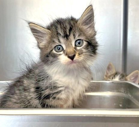 Kitten cusd