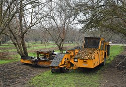 abandoned orchard