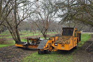 abandoned orchard