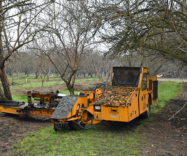 abandoned orchard