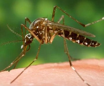 west nile