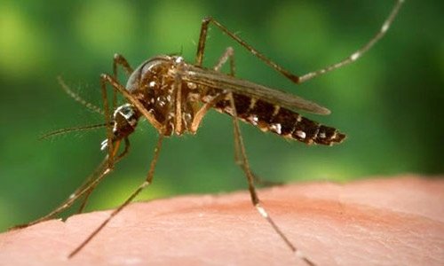 West Nile Virus case surfaces locally