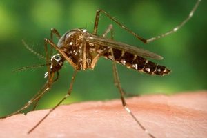 west nile