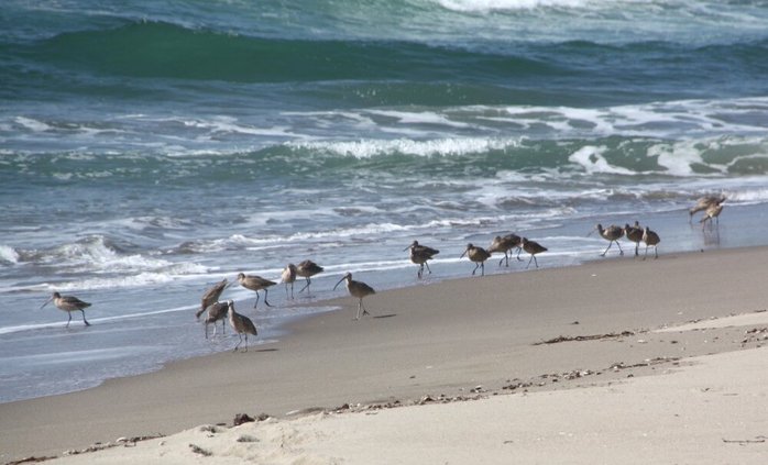 Birds ZMUD