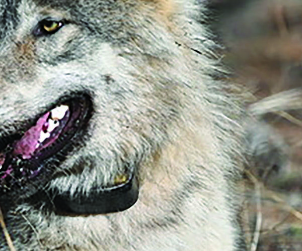 Wolf pix