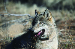 Wolf pix