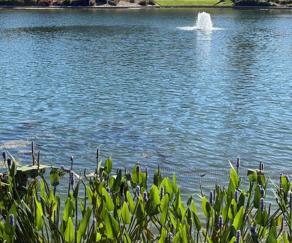 del webb club