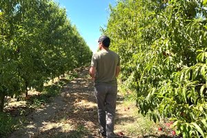AI Farm