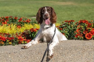 K9 lincoln 7-15