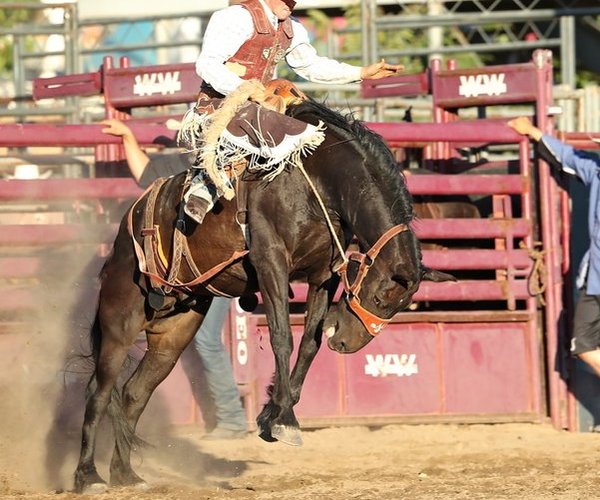 rodeo