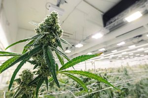 cannabis