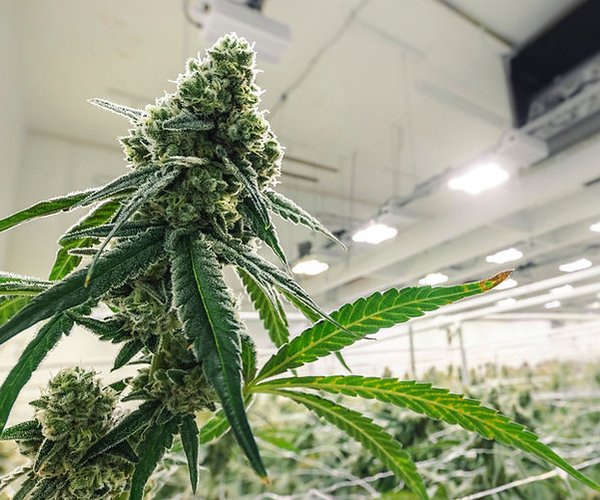 cannabis